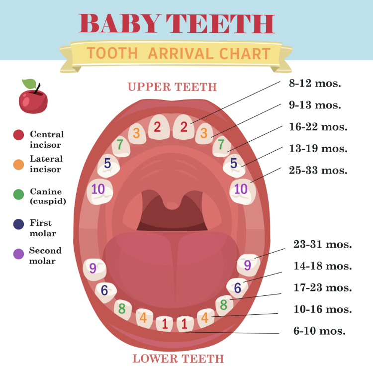 Teething on sale baby australia